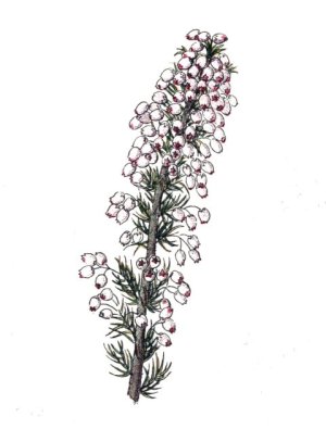 ericaarborea